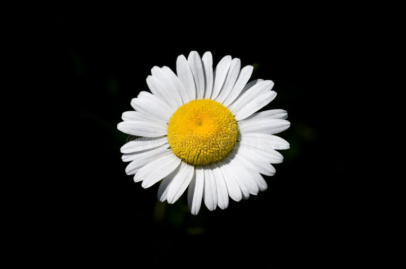Chamomile flower close up. stock image. Image of colorful 98632503