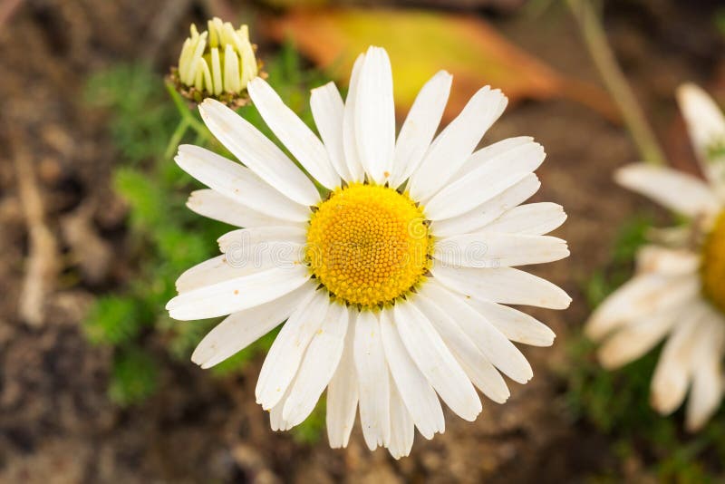 Chamomile flower close up stock image. Image of season 34477029