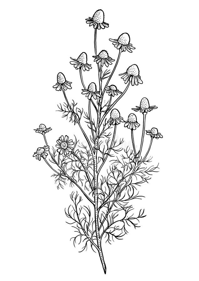 Chamomile flower illustration, drawing, engraving, ink, line art, vector. 