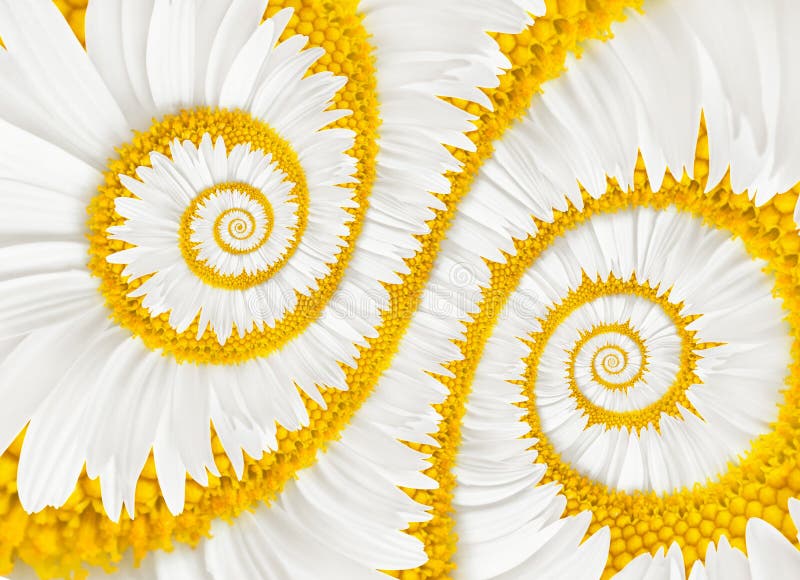 Chamomile flower infinity spiral stock photos Chamomile flower infinity spiral stock photos