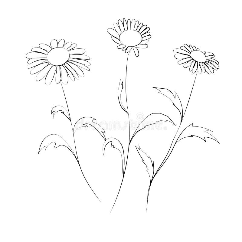 Chamomile Flower, Line Drawing. Daisy Wildflowers, Outline Floral ...