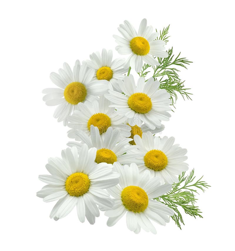 Chamomile flower vertical group left isolated on white royalty free stock image Chamomile flower vertical group left isolated on white royalty free stock image