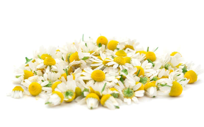 Chamomile Flowers