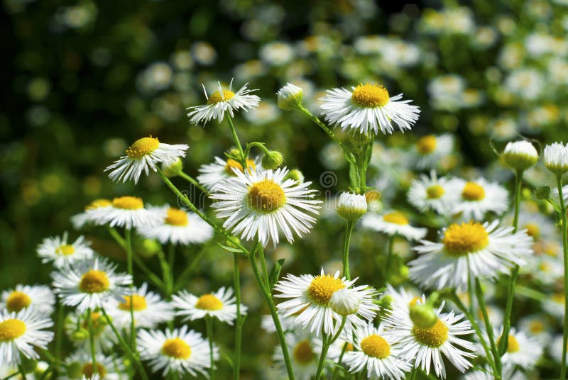 Herbal chamomile flowers stock photo. Image of marguerite 21467104