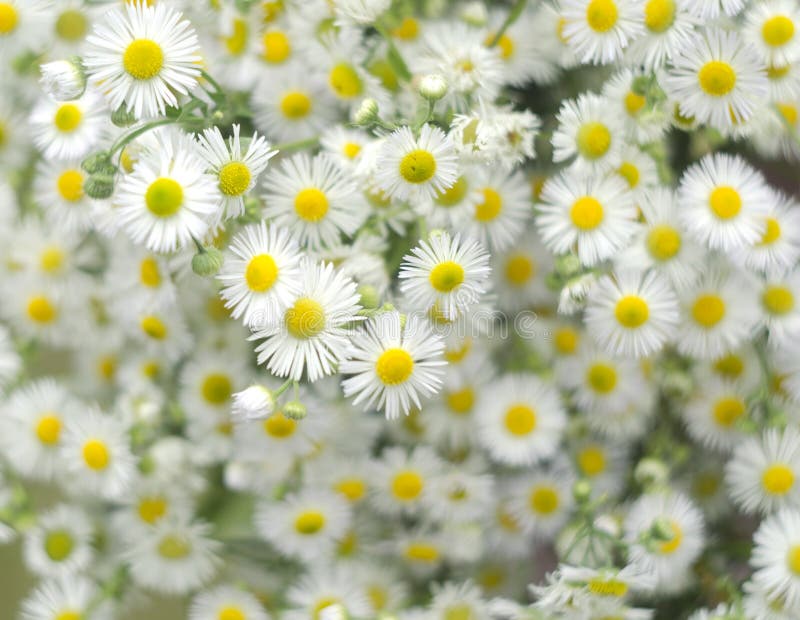 Chamomile flowers field background.  Selective focus