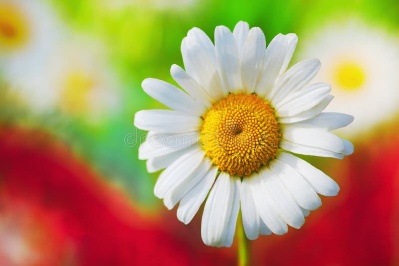 Chamomile among flowers