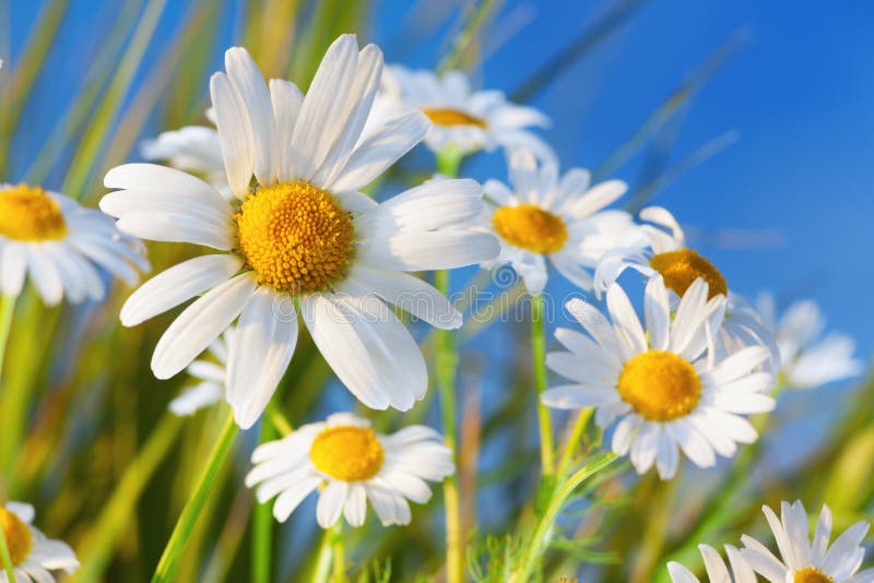 Chamomile among flowers