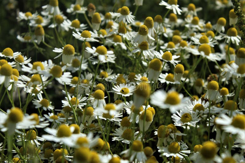 Chamomile Flowers and Grasses Blossom Beautifully royalty free stock photos Chamomile Flowers and Grasses Blossom Beautifully royalty free stock photos