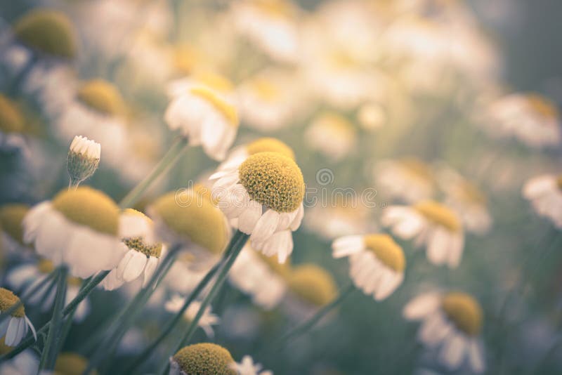 Chamomile flowers stock photo. Image of macro, colored 39300642