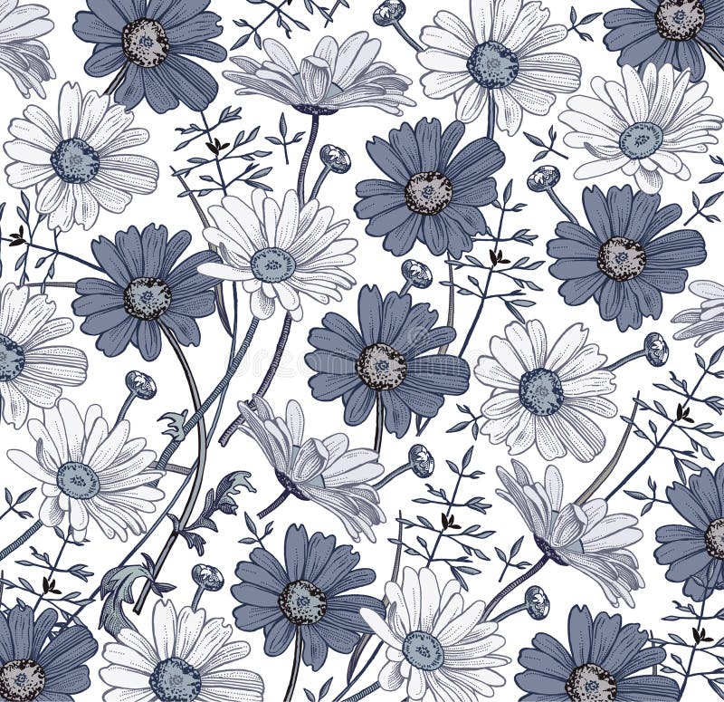 Chamomile Grass Wildflowers vector. Drawing, engraving. Beautiful vintage background blooming white blue realistic flowers.