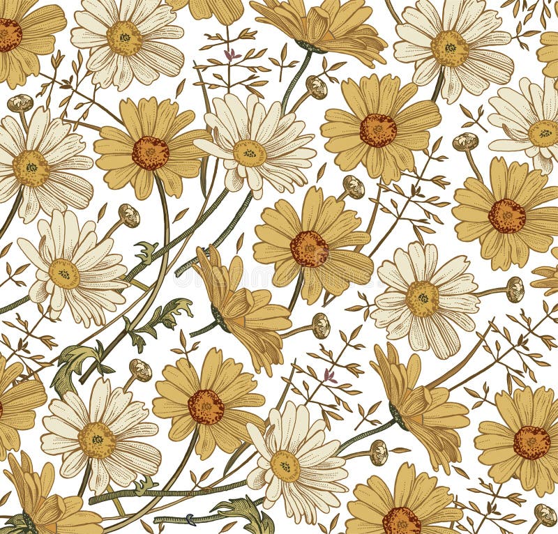 Chamomile Grass Wildflowers vector. Drawing, engraving. Beautiful vintage background blooming white yellow realistic flowers.