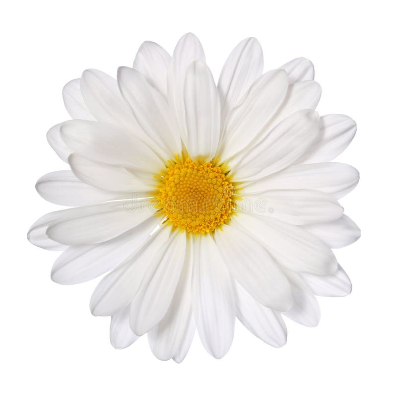 Chamomile kwiat odizolowywający na bielu. Stokrotka.