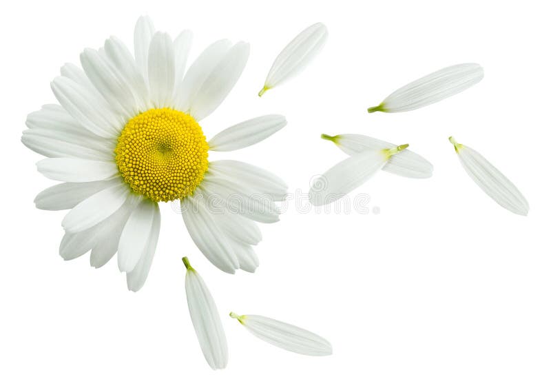 Chamomile kwiatu latający płatki odizolowywający na białym tle