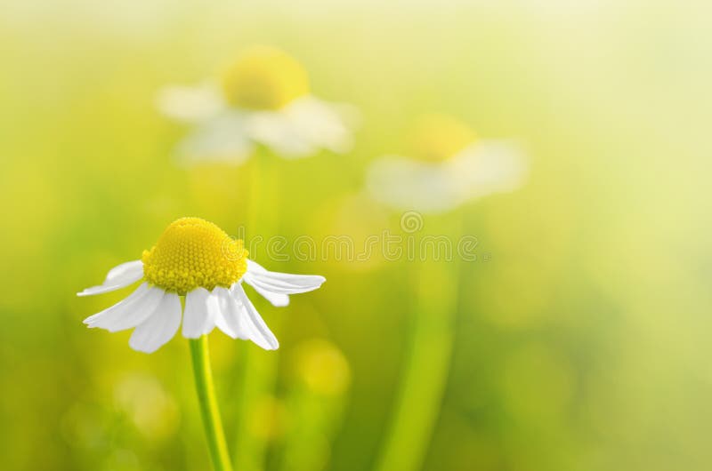 Chamomile kwitnie w polu - Selekcyjna ostrość obrazy stock Chamomile kwitnie w polu - Selekcyjna ostrość obrazy stock