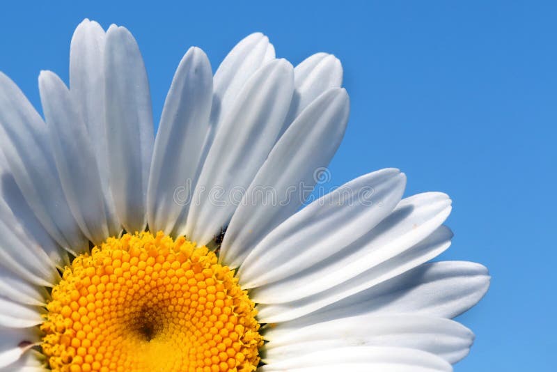 Chamomile looks beautiful against the blue sky. stock images