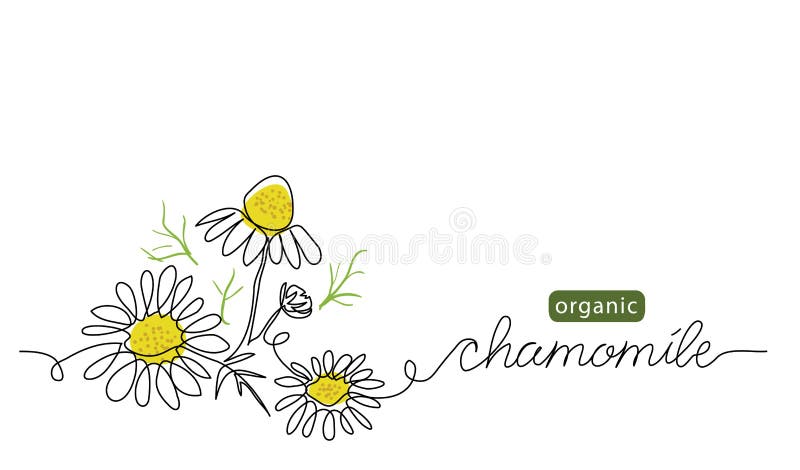 Chamomile, meadow daisy, camomile flowers vector illustration. Background for label design. One continuous line art