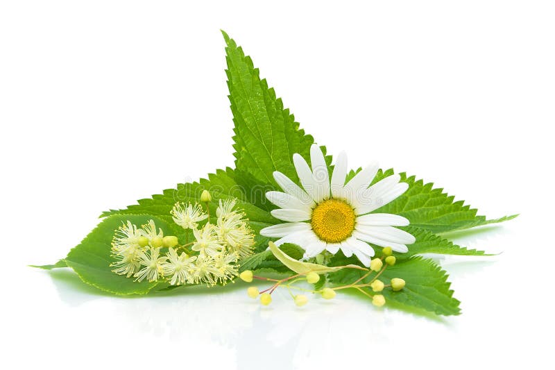 Chamomile Flower Mint Leaves Composition Isolated on White Stock Photo ...