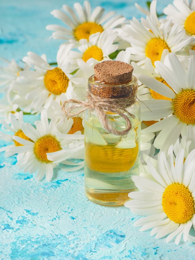 Chamomile oil bottle with flowers on blue background royalty free stock photography Chamomile oil bottle with flowers on blue background royalty free stock photography
