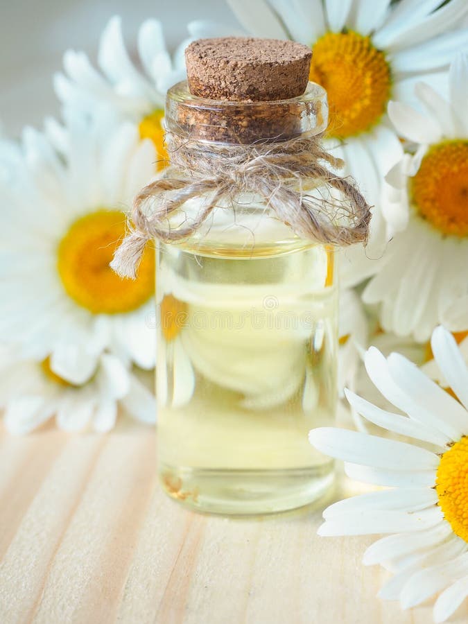Chamomile oil bottle with flowers on wooden background. stock image Chamomile oil bottle with flowers on wooden background. stock image