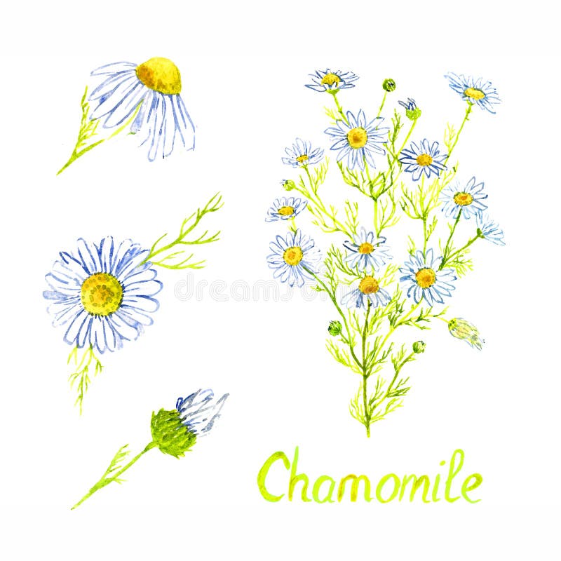 Chamomile plant with flowers and buds, isolated on white background hand painted watercolor illustration with inscription