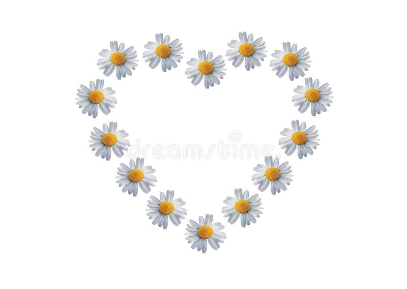 Chamomile to like hearth stock image Image of white card 7000747 Chamomile to like hearth stock image Image of white card 7000747
