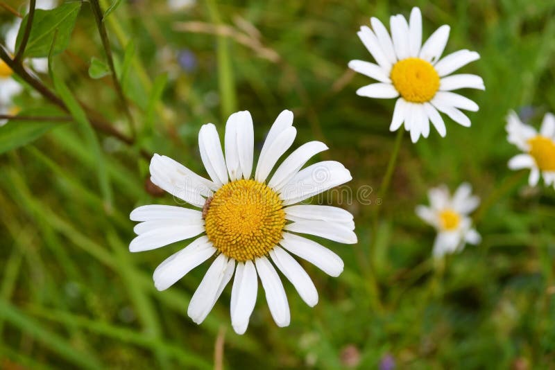 Chamomile Wildflower on the Green Stock Image Image of meadow, field