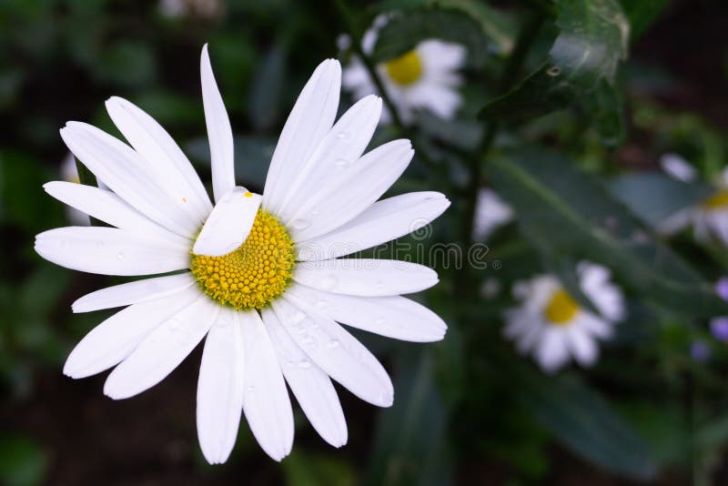 Chamomile Wróżba jak lub niechęć obrazy royalty free