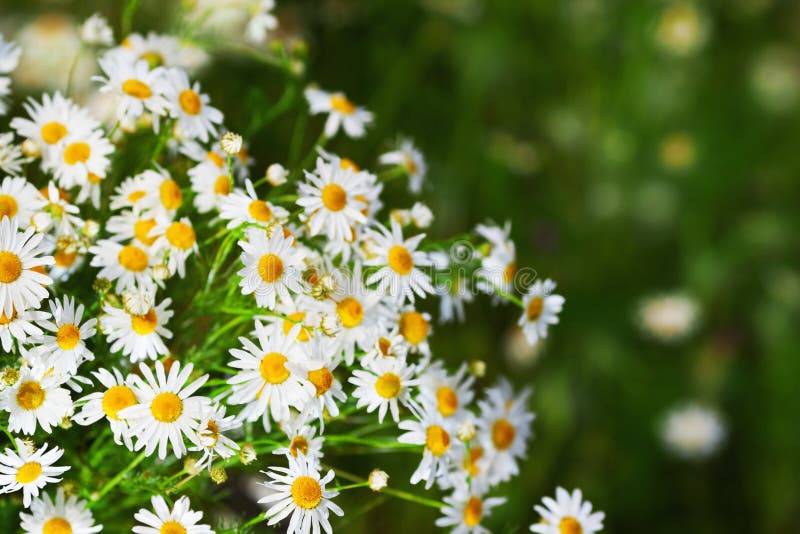 Chamomile wśród kwiatów obrazy stock Chamomile wśród kwiatów obrazy stock