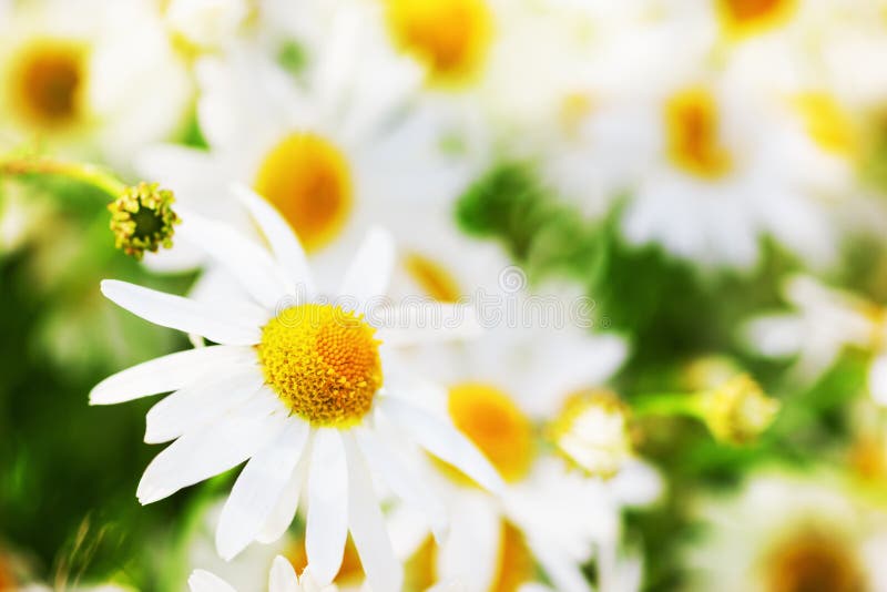 Chamomile wśród kwiatów obrazy royalty free Chamomile wśród kwiatów obrazy royalty free