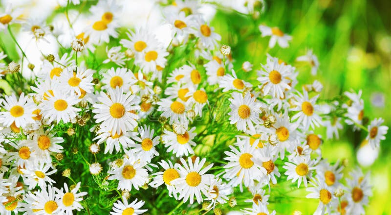 Chamomile wśród kwiatów zdjęcia stock Chamomile wśród kwiatów zdjęcia stock