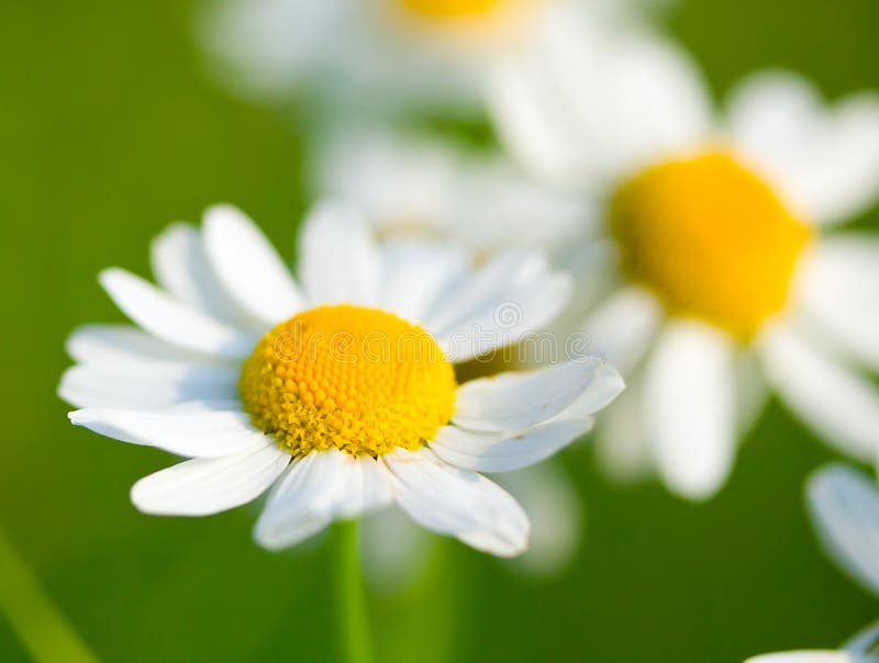Chamomile εστίαση εκλεκτική στοκ φωτογραφία με δικαίωμα ελεύθερης χρήσης