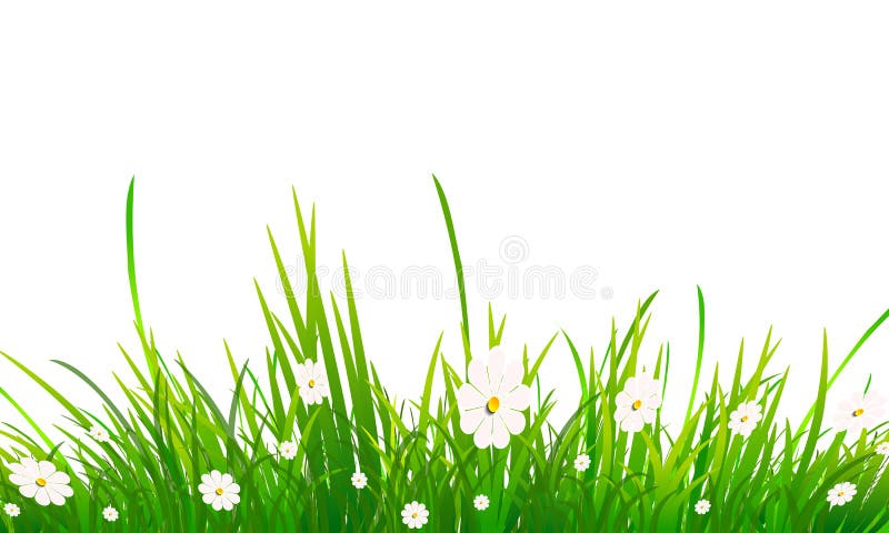 Chamomile και χλόη σε ένα άσπρο υπόβαθρο διανυσματική απεικόνιση Chamomile και χλόη σε ένα άσπρο υπόβαθρο διανυσματική απεικόνιση