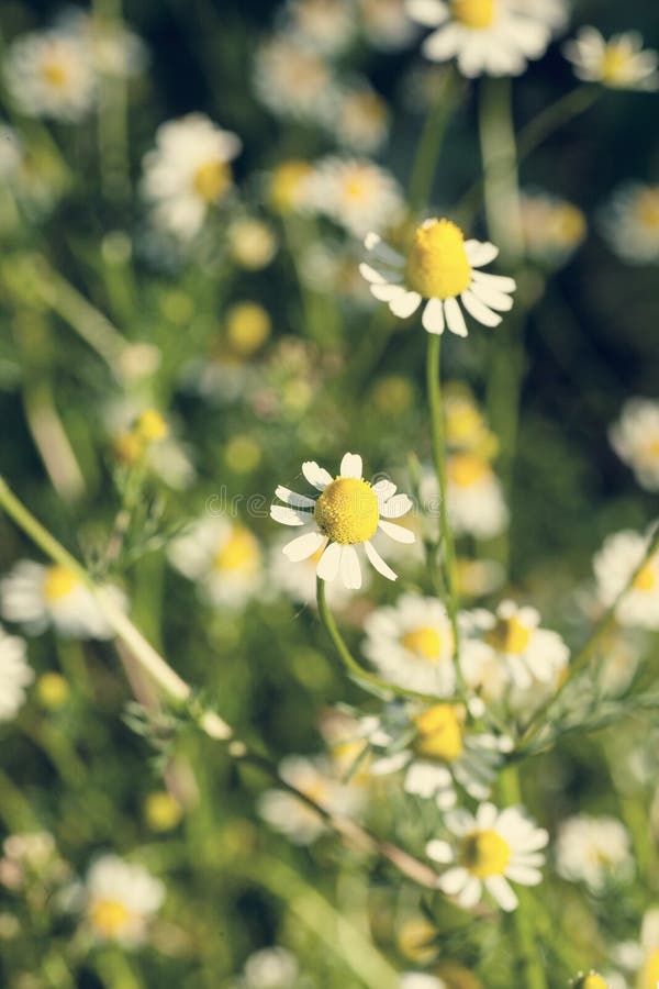 Chamomile στον τομέα στοκ εικόνες Chamomile στον τομέα στοκ εικόνες