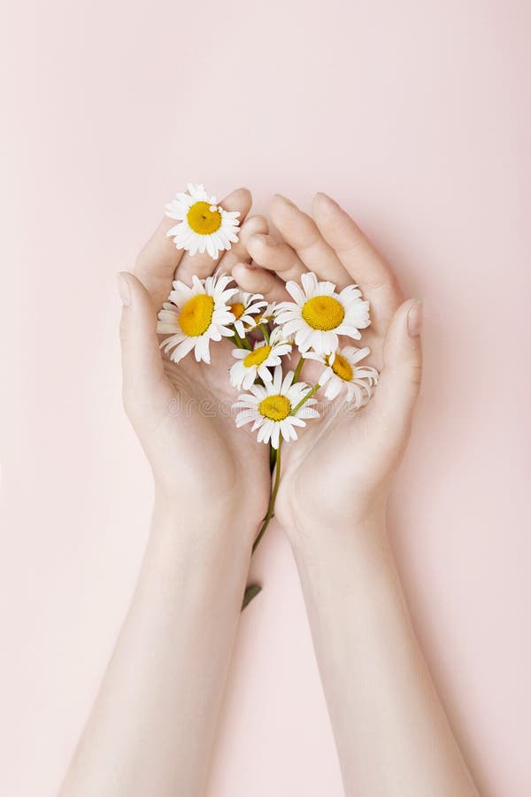 Chamomile φυσικές γυναίκες καλλυντικών τέχνης χεριών μόδας, άσπρο όμορφο chamomile χέρι λουλουδιών με τη φωτεινή αντίθεση makeup, στοκ φωτογραφία με δικαίωμα ελεύθερης χρήσης Chamomile φυσικές γυναίκες καλλυντικών τέχνης χεριών μόδας, άσπρο όμορφο chamomile χέρι λουλουδιών με τη φωτεινή αντίθεση makeup, στοκ φωτογραφία με δικαίωμα ελεύθερης χρήσης