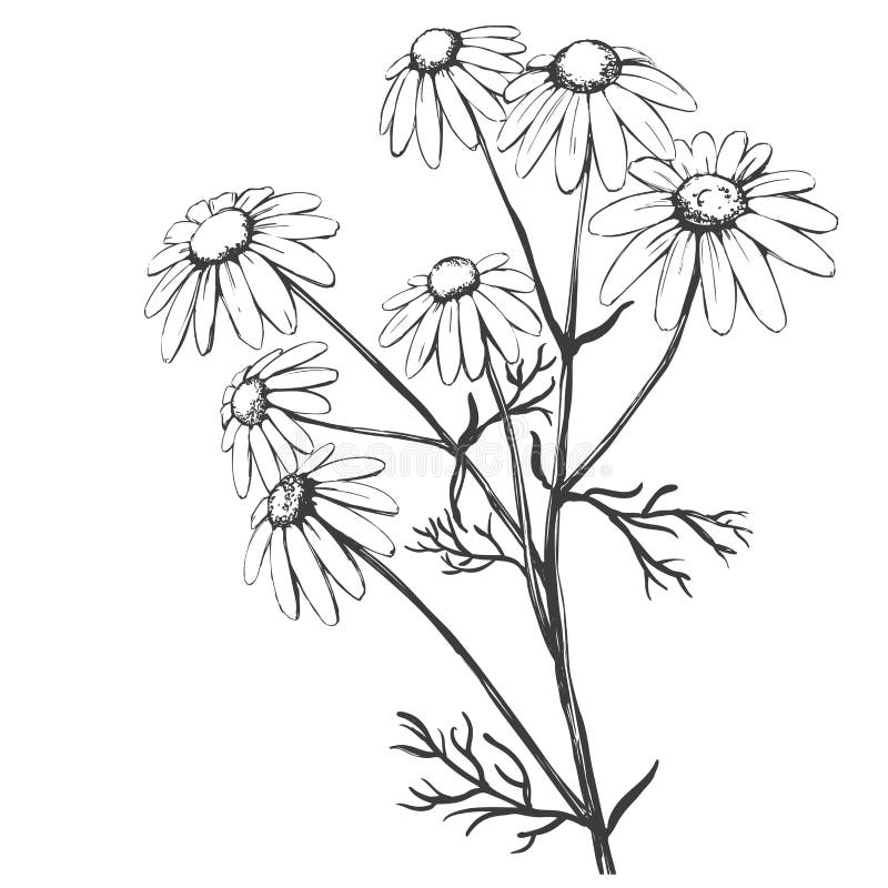 Chamomile, χορτάρι ιατρικό, ρεαλιστικό σκίτσο απεικόνισης μαργαριτών συρμένο χέρι διανυσματικό ελεύθερη απεικόνιση δικαιώματος Chamomile, χορτάρι ιατρικό, ρεαλιστικό σκίτσο απεικόνισης μαργαριτών συρμένο χέρι διανυσματικό ελεύθερη απεικόνιση δικαιώματος