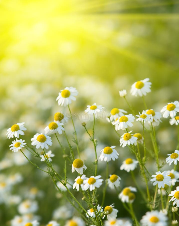 Chamomiles fotografia royalty free