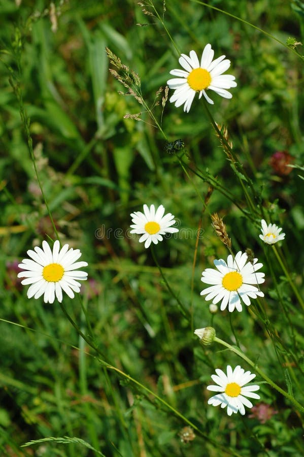Chamomiles lato zdjęcie royalty free