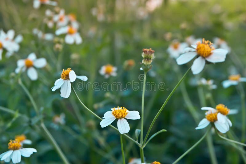 Chamomiles w naturze fotografia royalty free