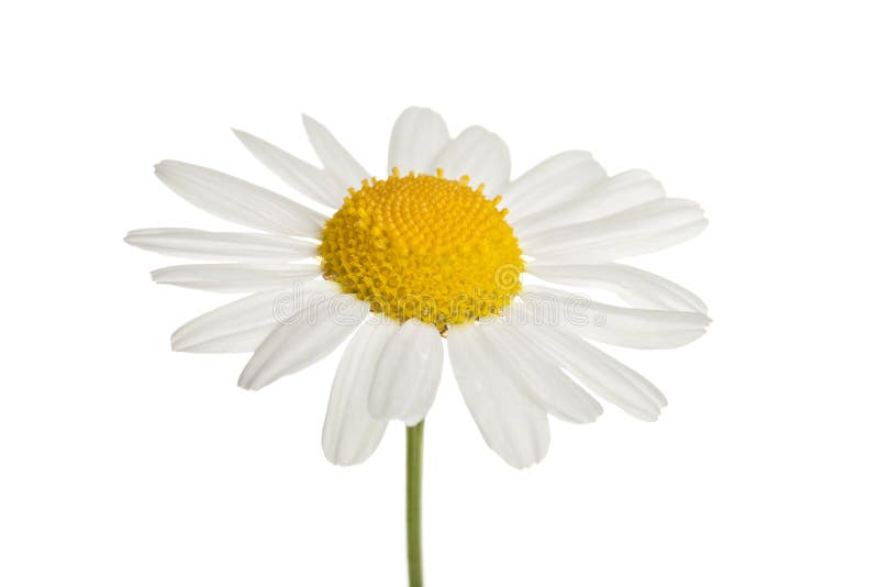 Chamomole flower isolated stock images Chamomole flower isolated stock images