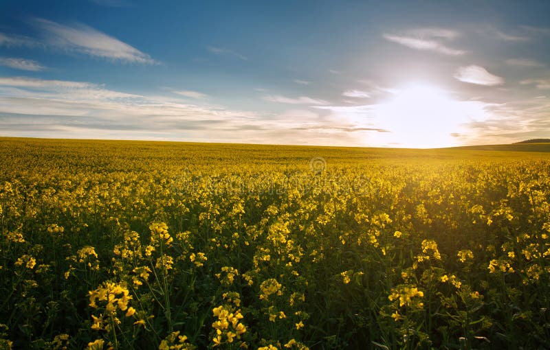 Champ agricole des fleurs jaunes, canola de floraison sur le ciel de coucher du soleil photographie stock Champ agricole des fleurs jaunes, canola de floraison sur le ciel de coucher du soleil photographie stock