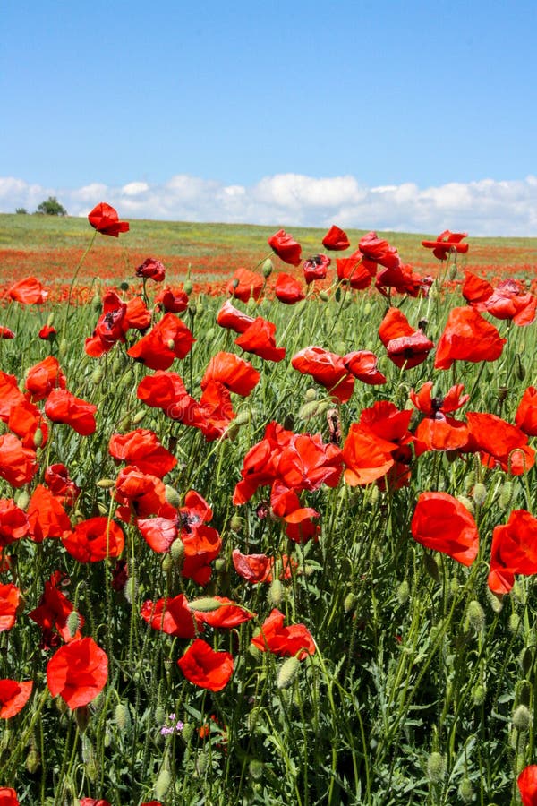 Champ coloré d'été scénique des pavots photos stock Champ coloré d'été scénique des pavots photos stock