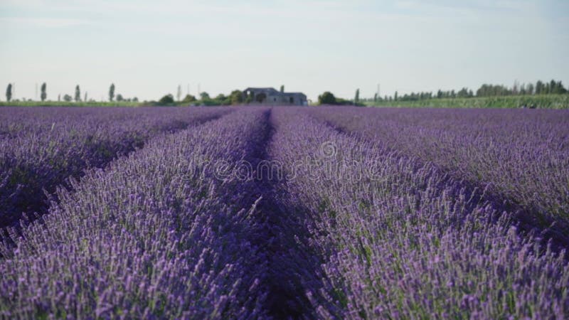 Champ cultivé de lavande violette rayée clips vidéos