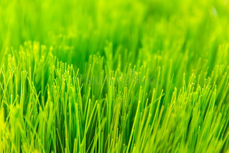Champ cutted par riz frais d'herbe verte image libre de droits Champ cutted par riz frais d'herbe verte image libre de droits