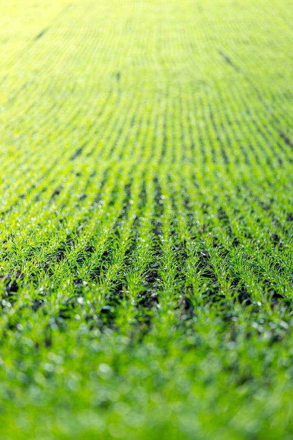 Champ d'agriculture avec, plantes vertes fraîches fertiles photos stock Champ d'agriculture avec, plantes vertes fraîches fertiles photos stock