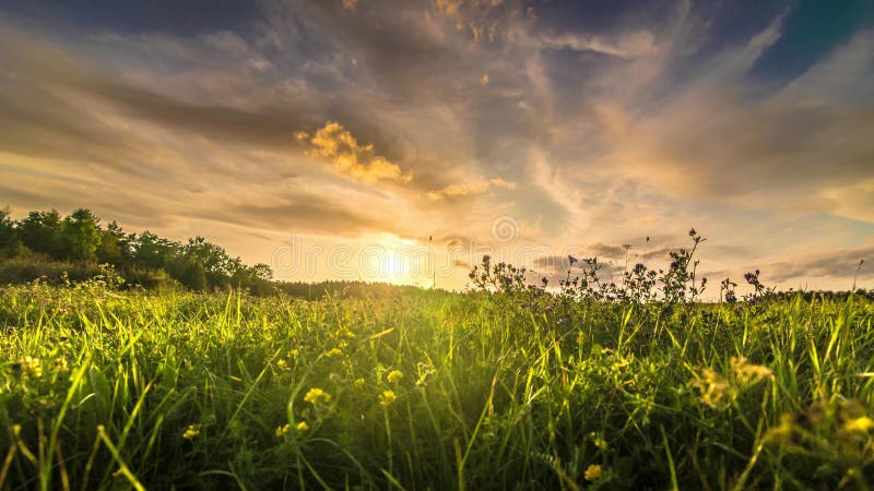 Champ d'herbe au moment du coucher du soleil