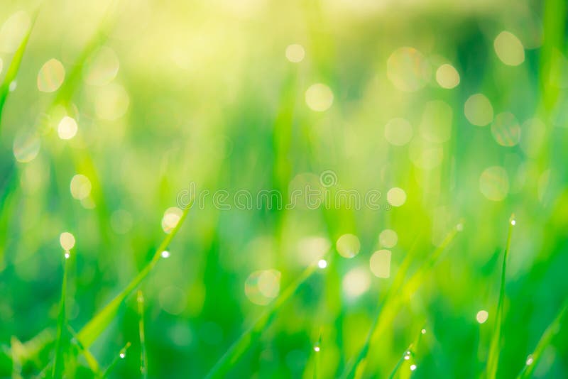 Champ d'herbe verte frais brouillé pendant le début de la matinée avec la rosée de matin Baisse de l'eau sur l'astuce des feuille images stock