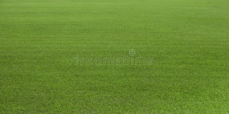 Champ d'herbe verte, pelouse verte Herbe verte pour le terrain de golf, le football, le football, sport Texture et fond verts d'h
