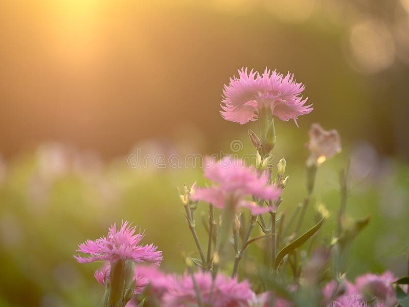 Champ d'oeillet rose ; fleurs de floraison sur un coucher du soleil de fond photos stock Champ d'oeillet rose ; fleurs de floraison sur un coucher du soleil de fond photos stock
