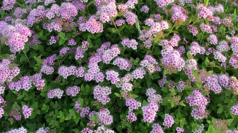 Champ d'été de fleurs roses