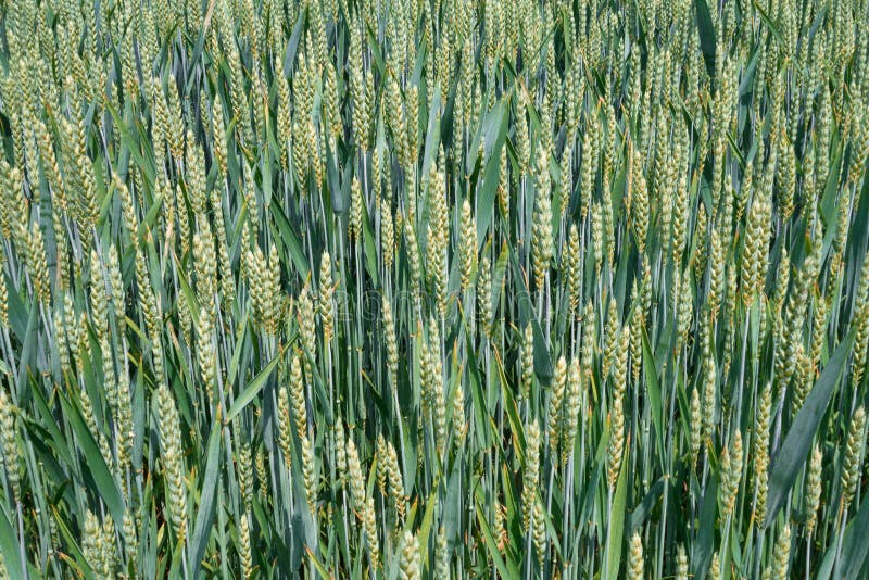 Champ de blé avec les oreilles vertes fortes photo stock Champ de blé avec les oreilles vertes fortes photo stock